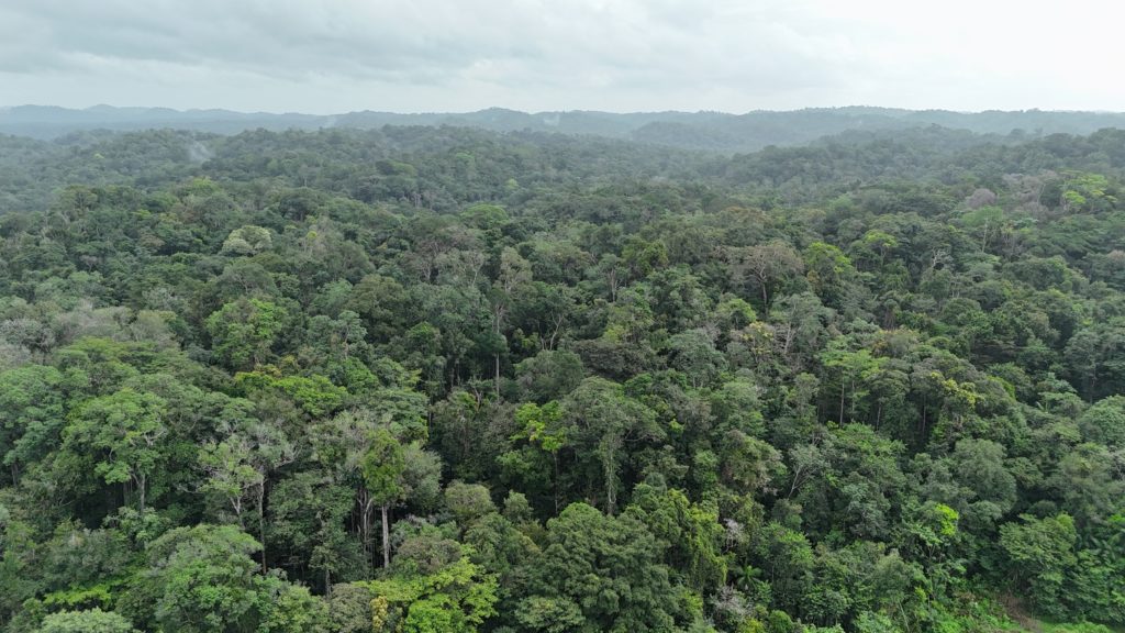 Indalo_Guyane_Guide_Amazonie-aerienne