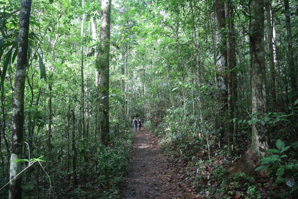 Indalo_Guyane_Guide_Amazonie-sentier