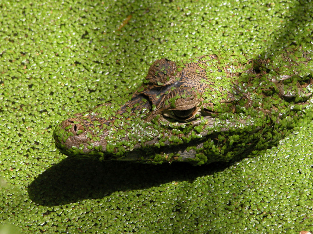 Indalo_Guyane_Guide_Caiman