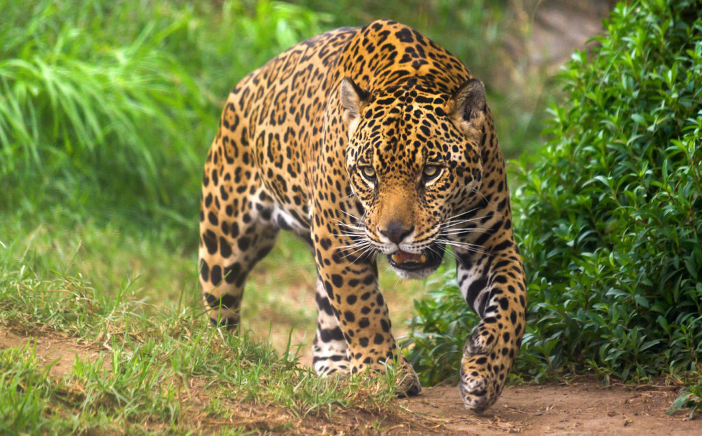 Indalo_Guyane_Guide_Jaguar