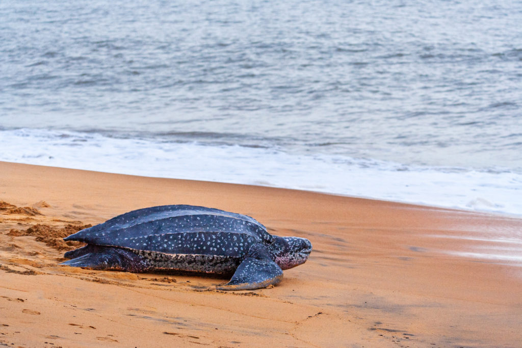Indalo_Guyane_Guide_Tortue Luth
