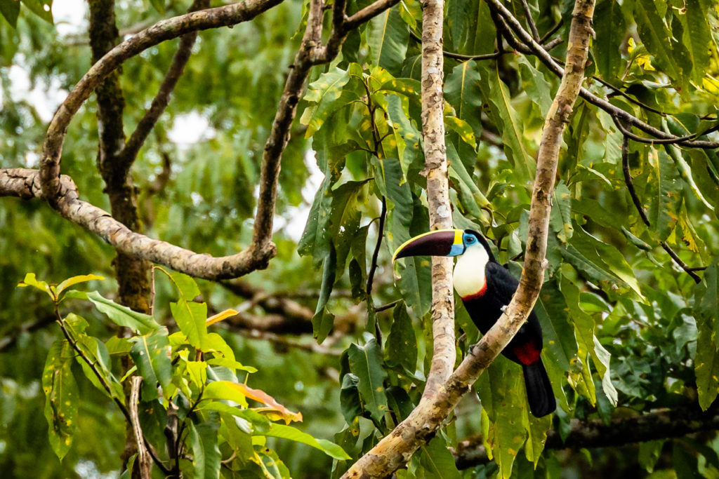 Indalo_Guyane_Guide_Toucan