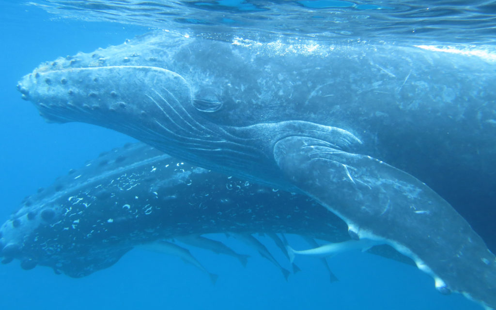 Indalo_Mayotte_Guide_Baleines