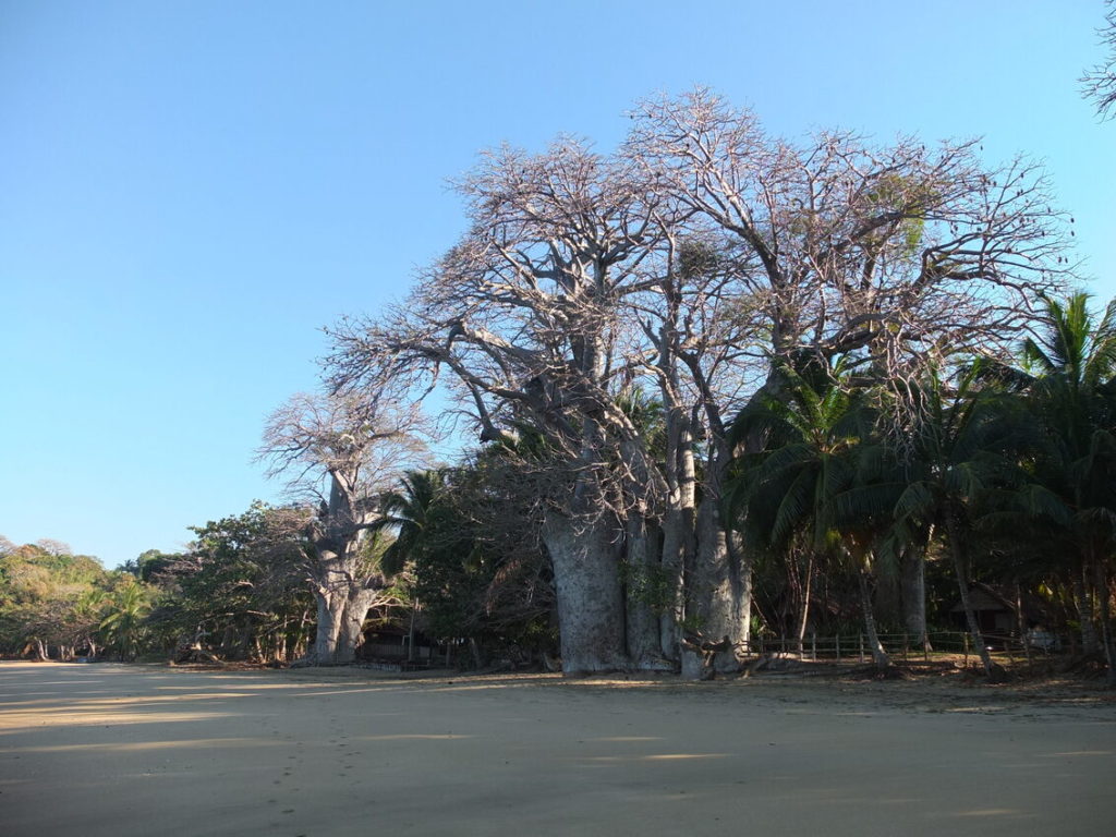 Indalo_Mayotte_Guide_Baobab