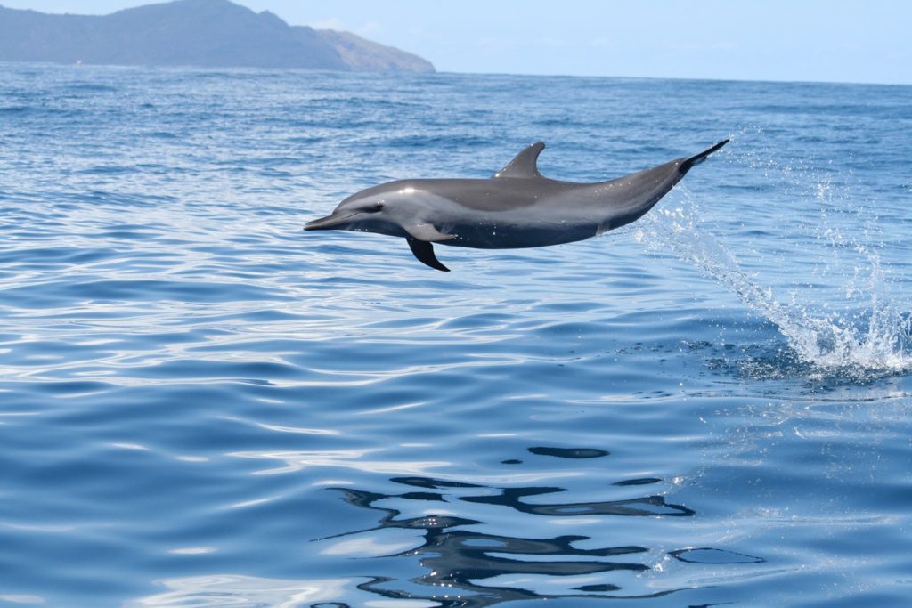 Indalo_Mayotte_Guide_Dauphin