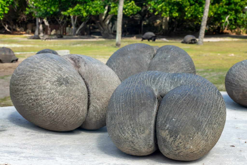 Indalo_Seychelles_Guide_Cocofesses