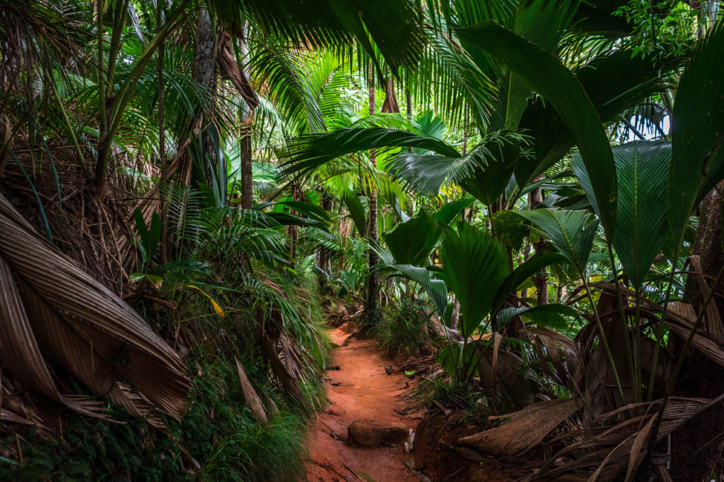 Indalo_Seychelles_Guide_Praslin-Vallee de Mai