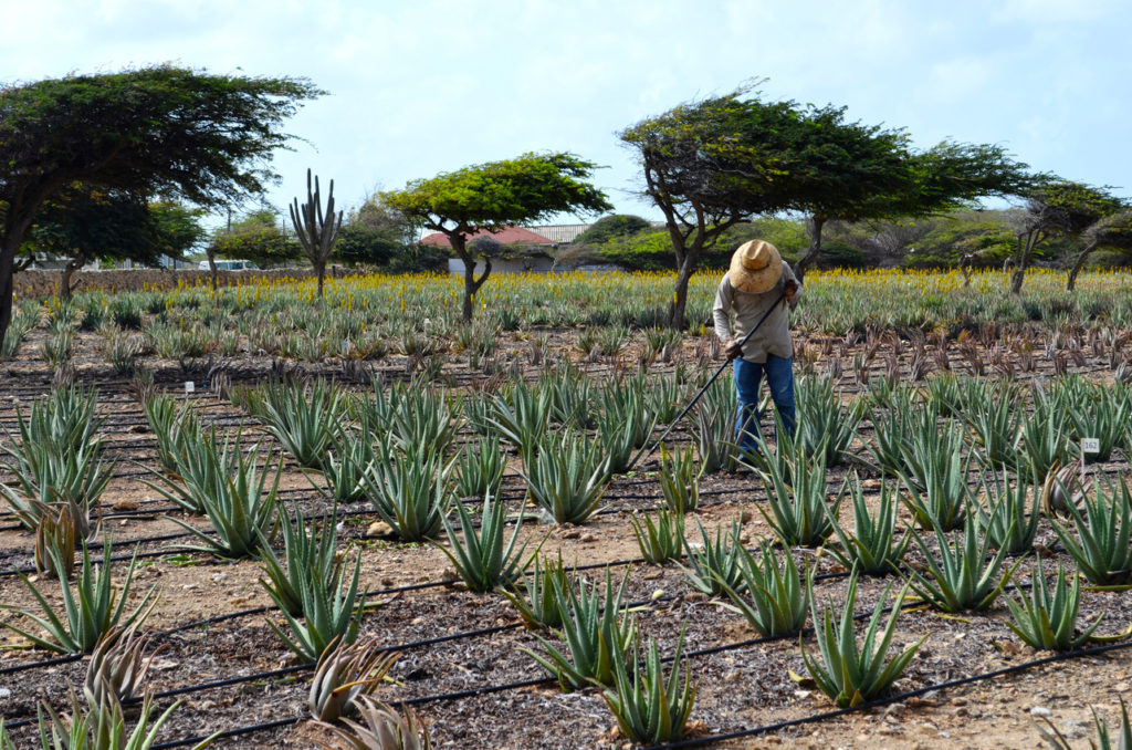 Indalo_Aruba_Guide_Aloe