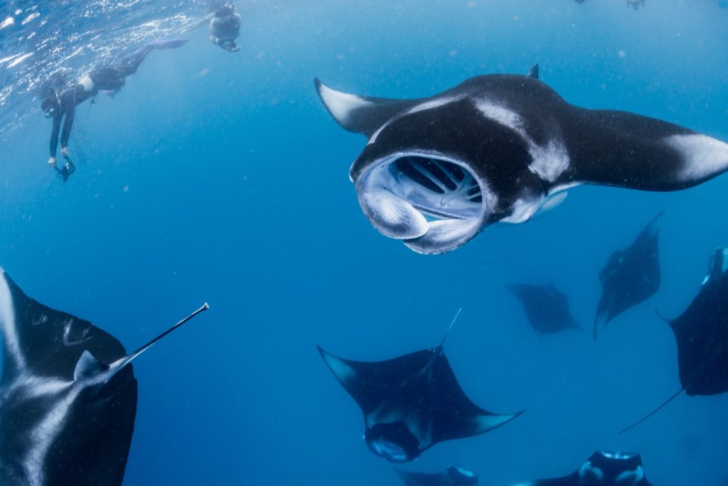 Indalo_Maldives_Guide_Hanifaru