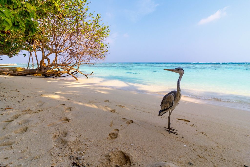 Indalo_Maldives_Guide_Heron