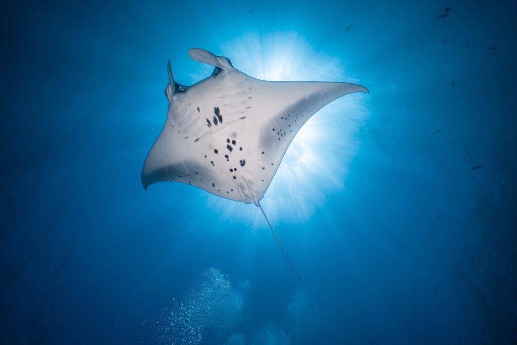 Indalo_Maldives_Guide_Manta