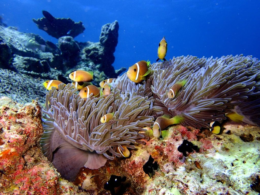 Indalo_Maldives_Guide_Poissons Clowns