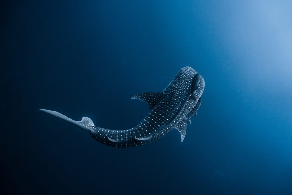 Indalo_Maldives_Guide_Requin-Baleine