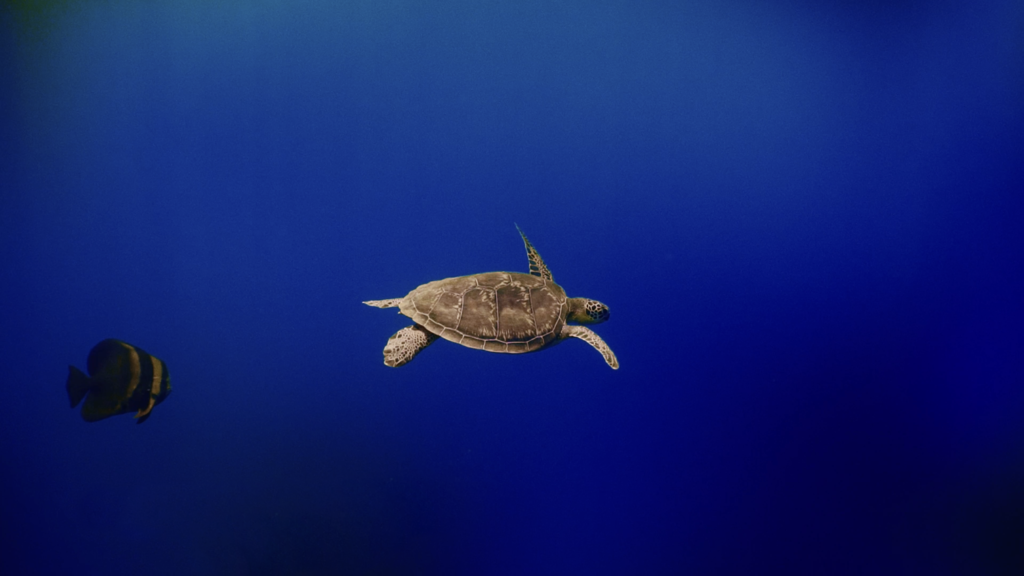 Indalo_Maldives_Kuredu_Turtle