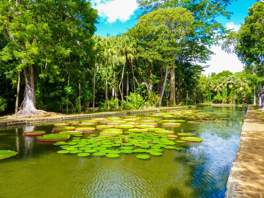 Sir Seewoosagur Ramgoolam Botanical Garden in Pamplemousses, Mauritius island