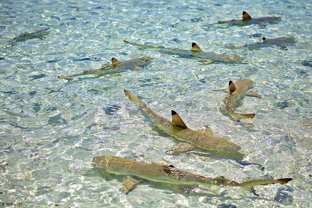 Indalo_Polynesie_Guide_Rangiroa-requins-1024x683