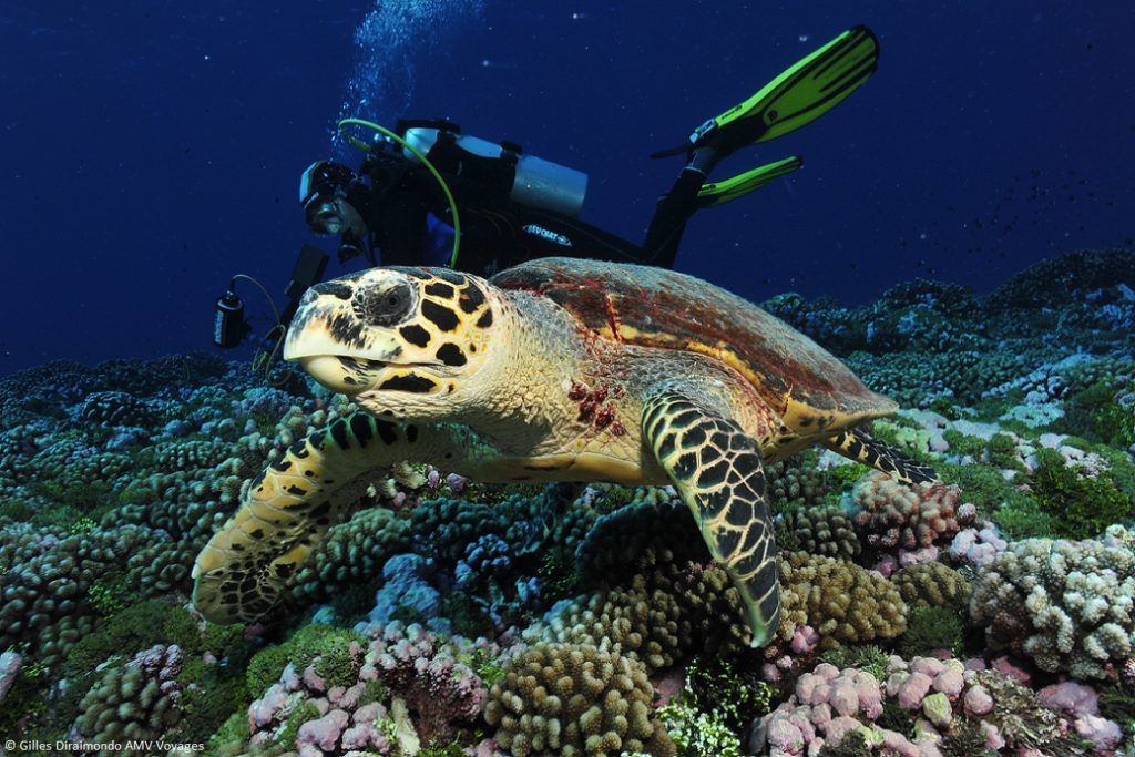 Indalo_Polynesie_Guide_plongee-1024x683