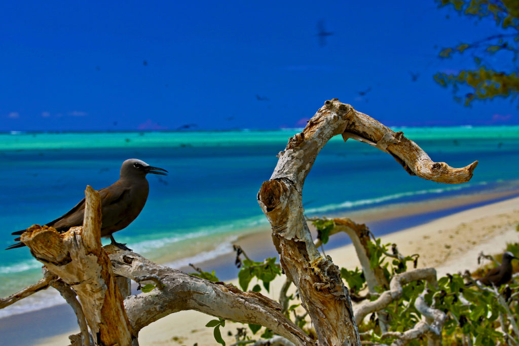 Indalo_Rodrigues_Guide_Ile aux Cocos2