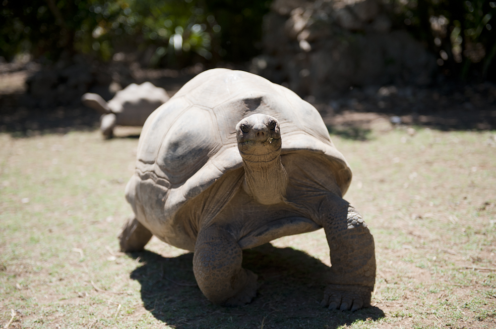 Indalo_Rodrigues_Tortue