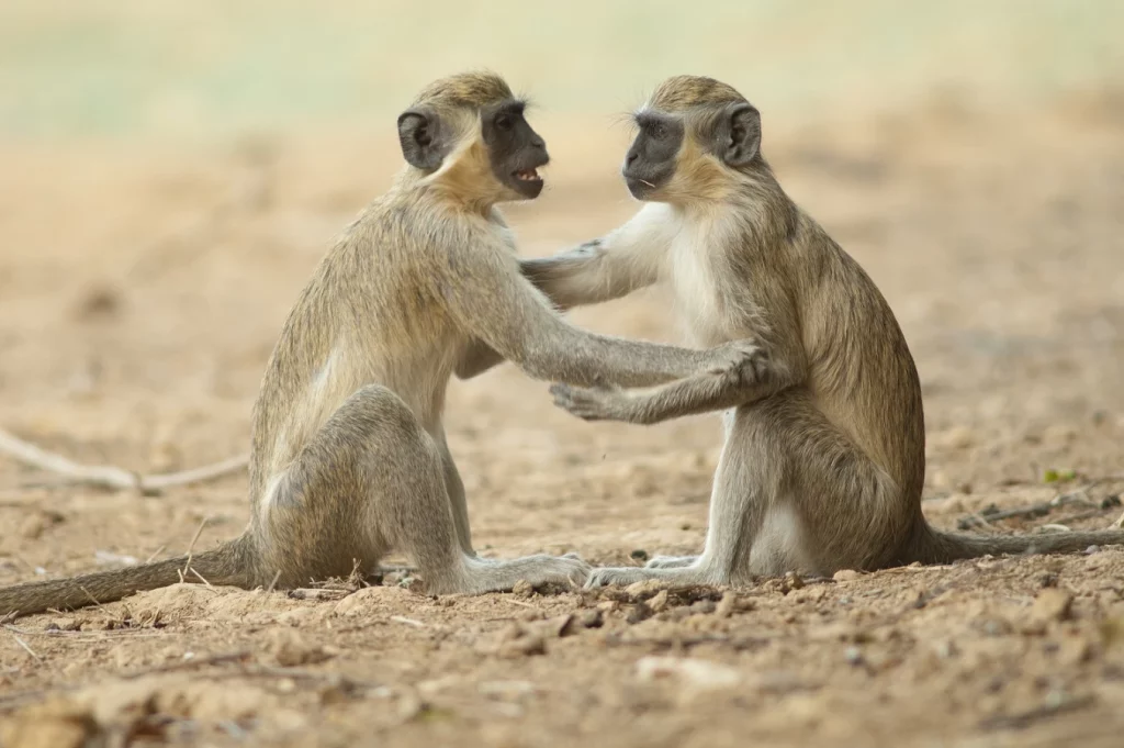 Indalo_Senegal_Guide_singes