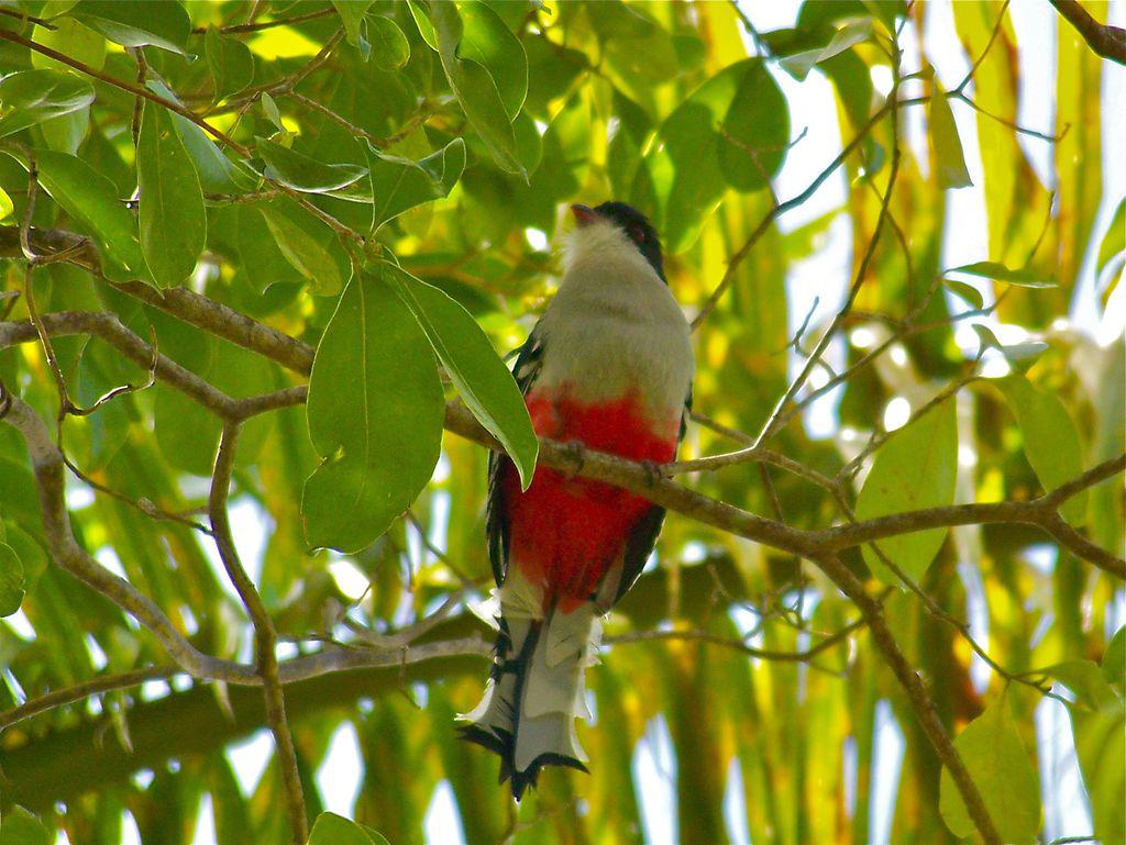 Oiseau