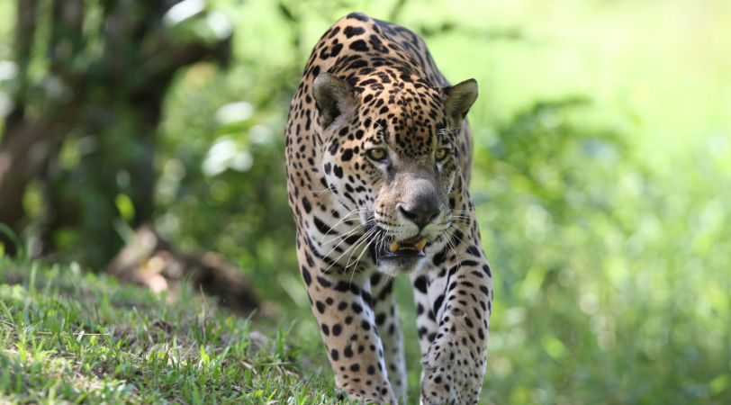 Jaguar