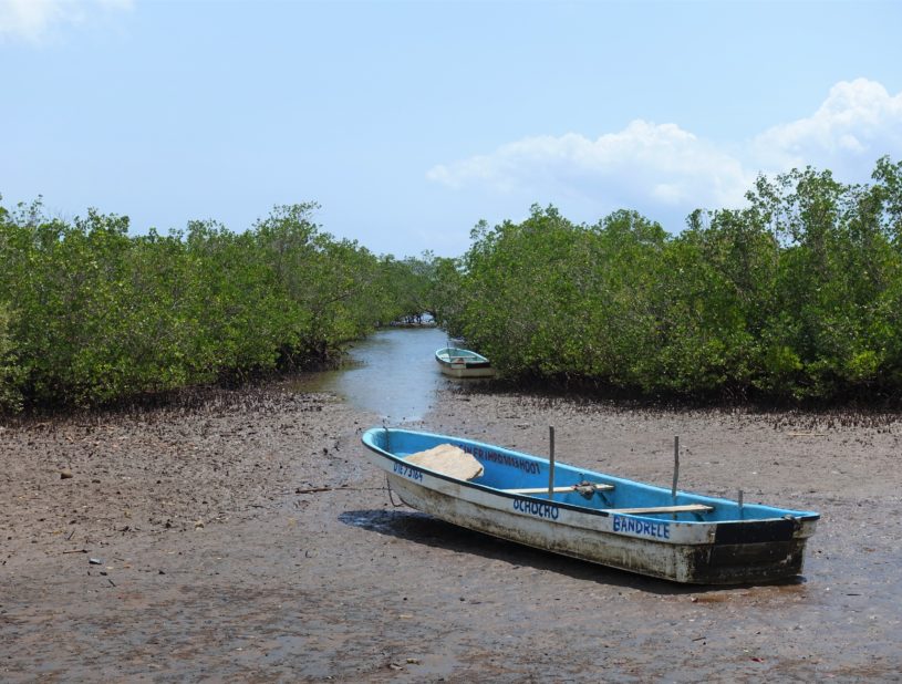 Mangrove
