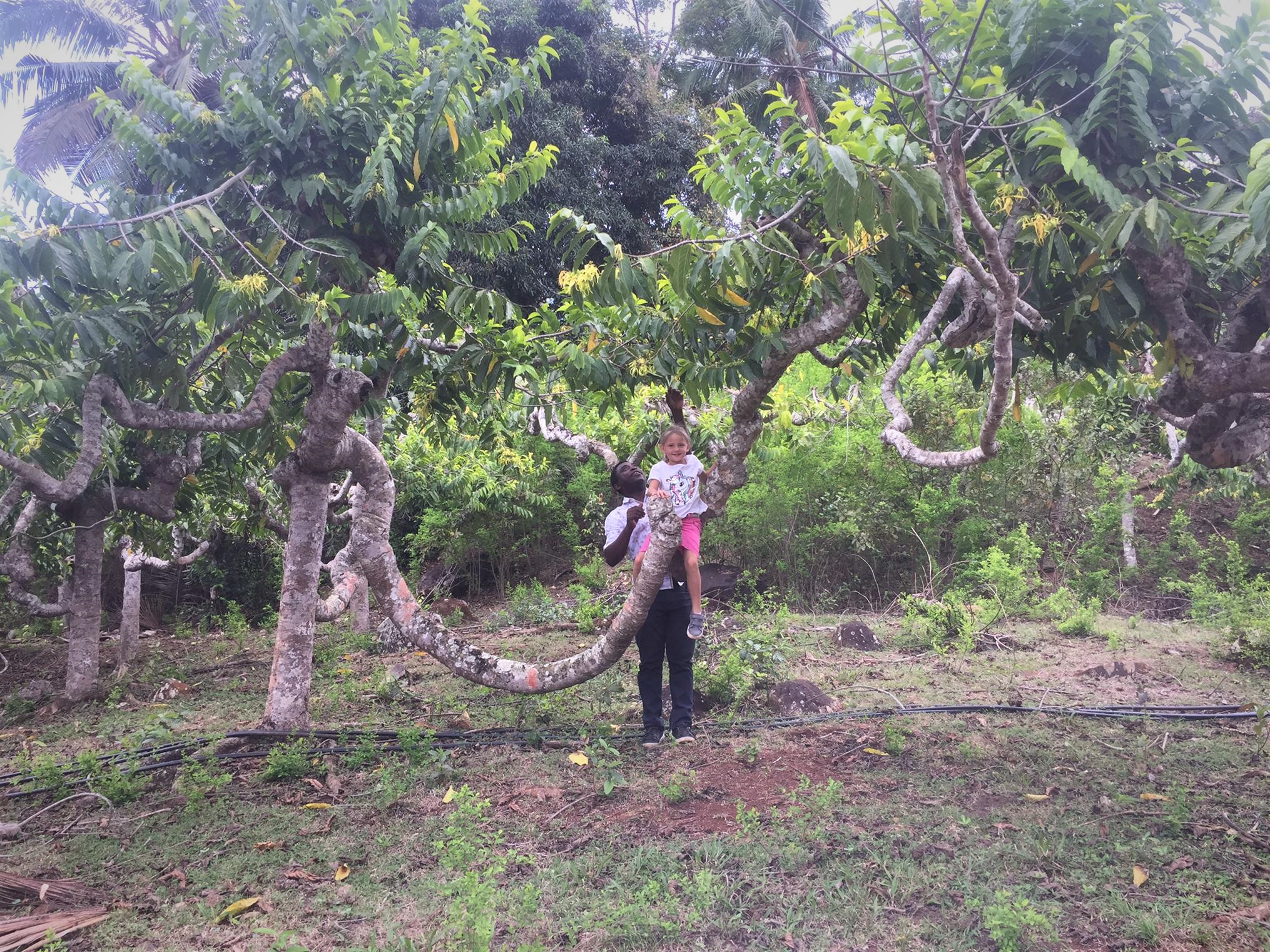 Plantation d'ylang-ylang