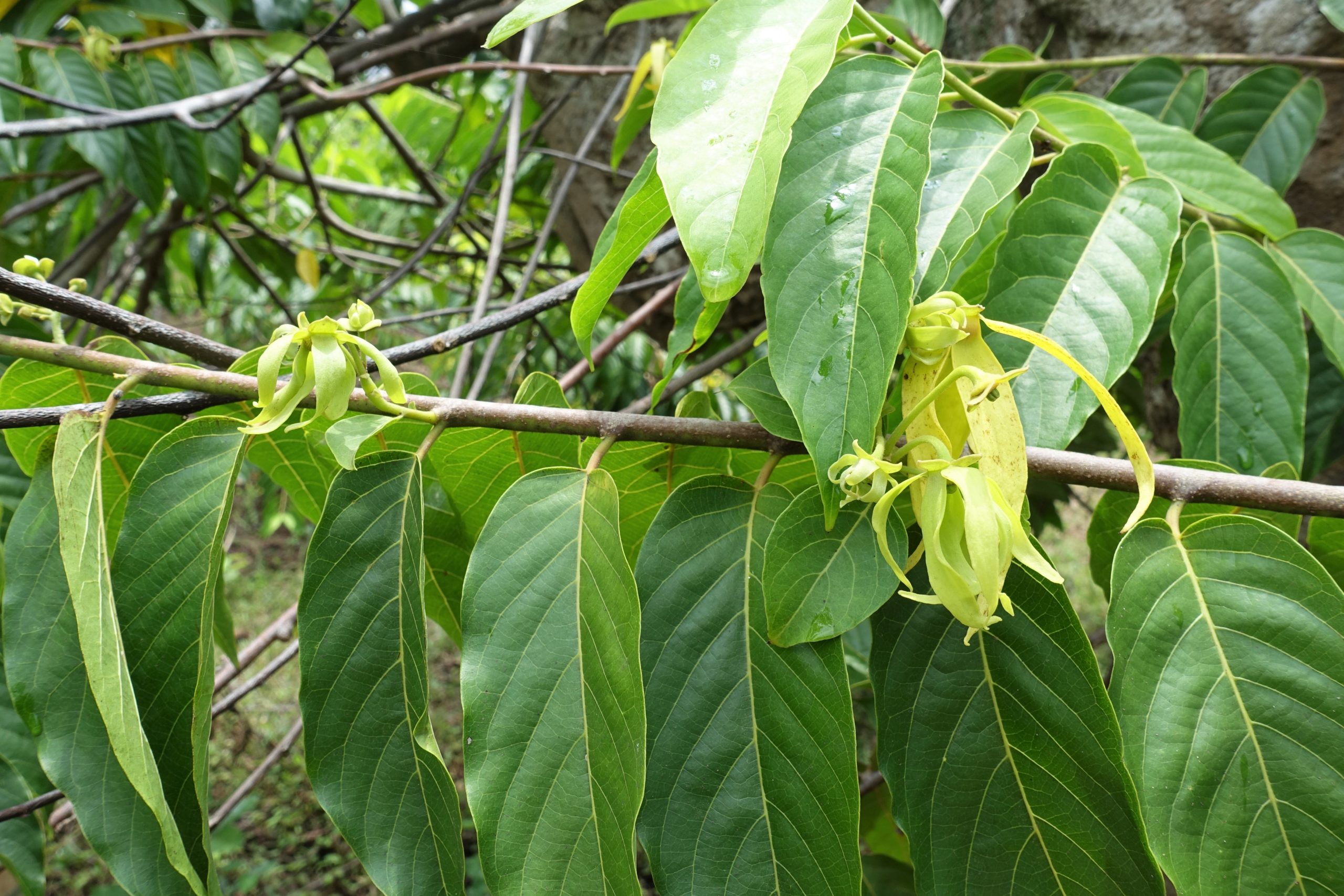 Ylang-ylang