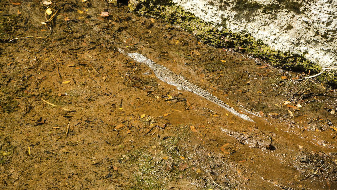 Crocodile