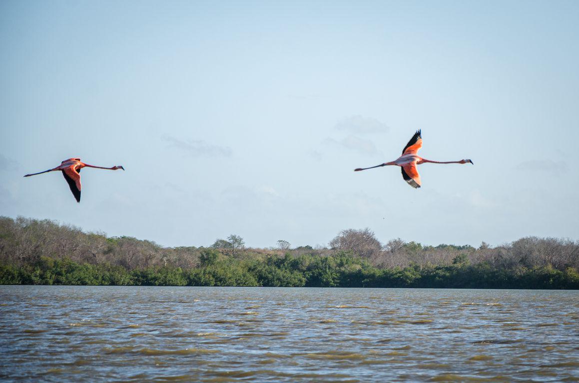 Flamants roses