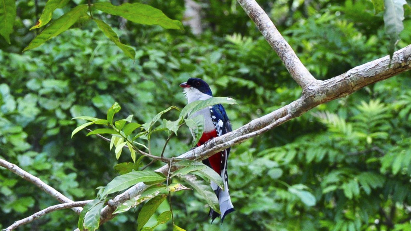 Oiseau