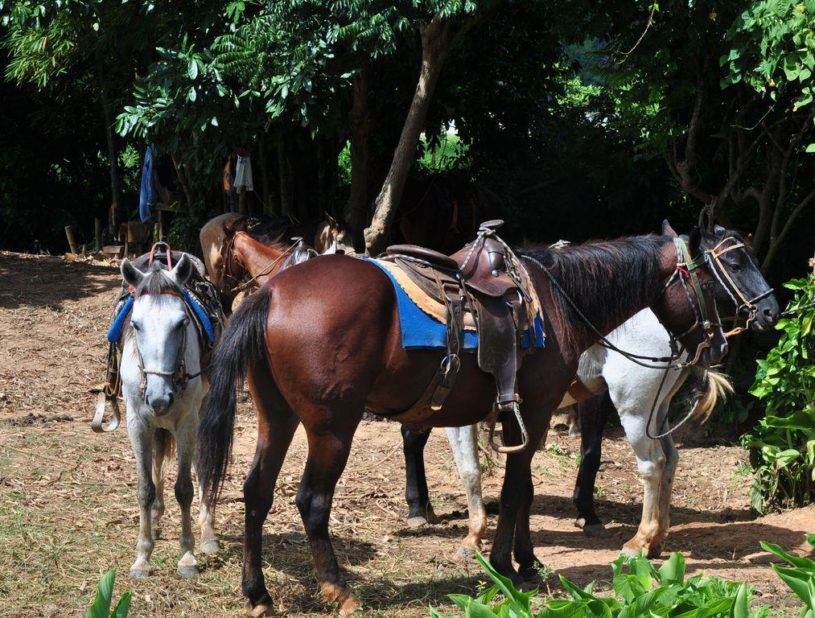 Chevaux créoles