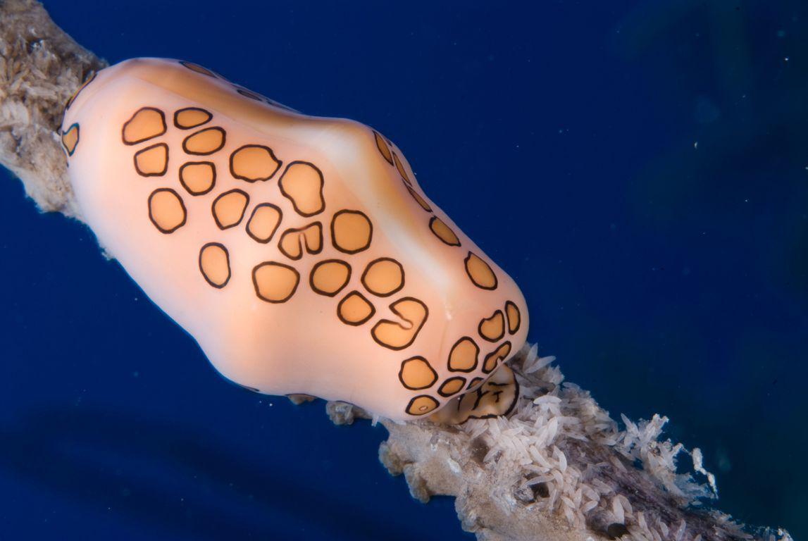 Nudibranche