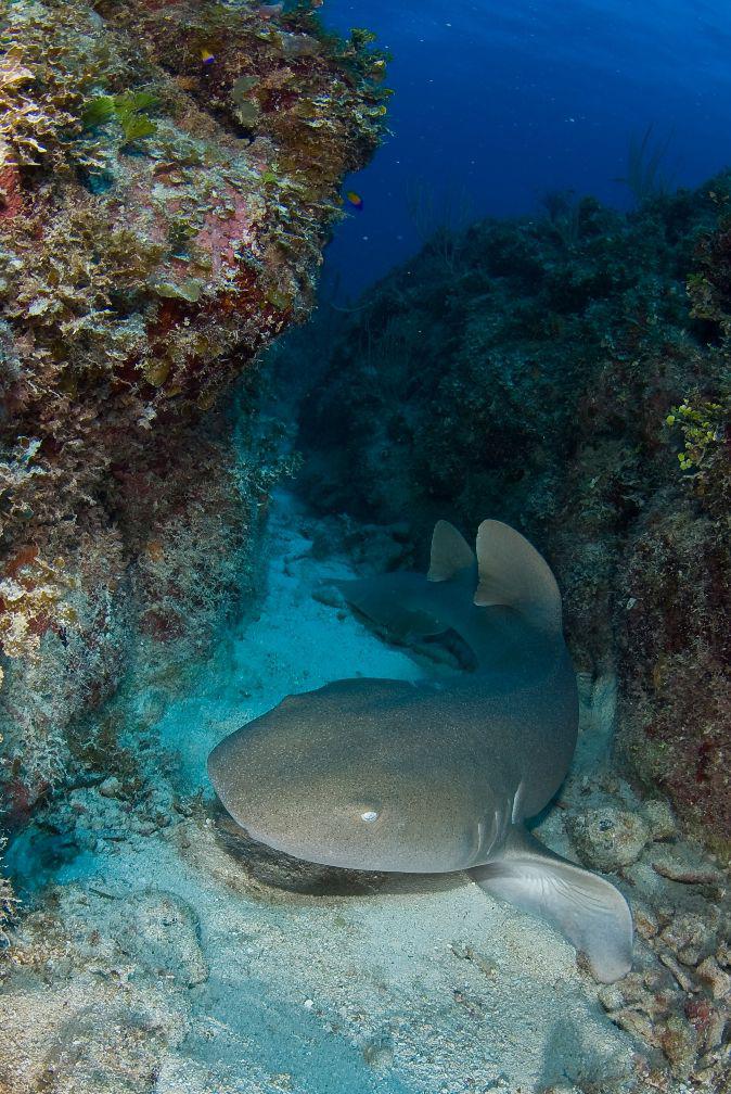 Requin