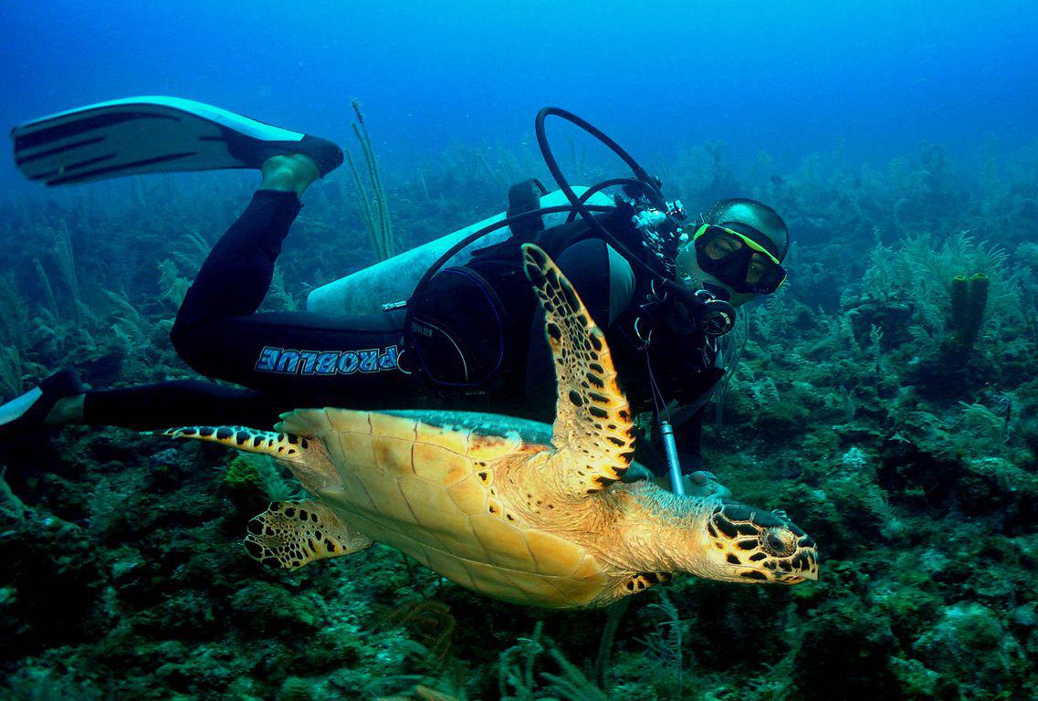 Tortue