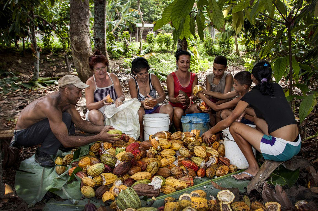 Production de cacao