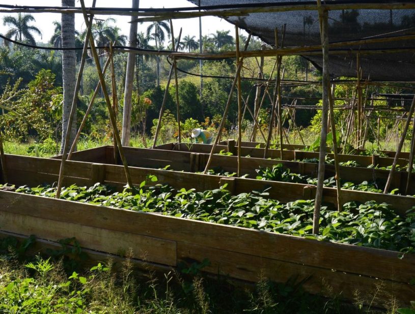 Indalo_Cuba_La-Havane_Agriculture-Biologique1-815x618