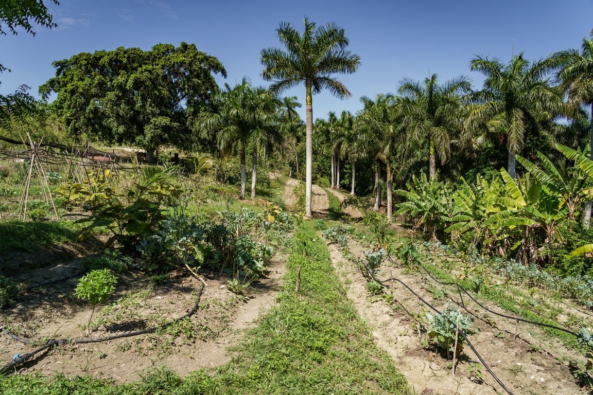 Indalo_Cuba_La-Havane_Agriculture-Biologique2