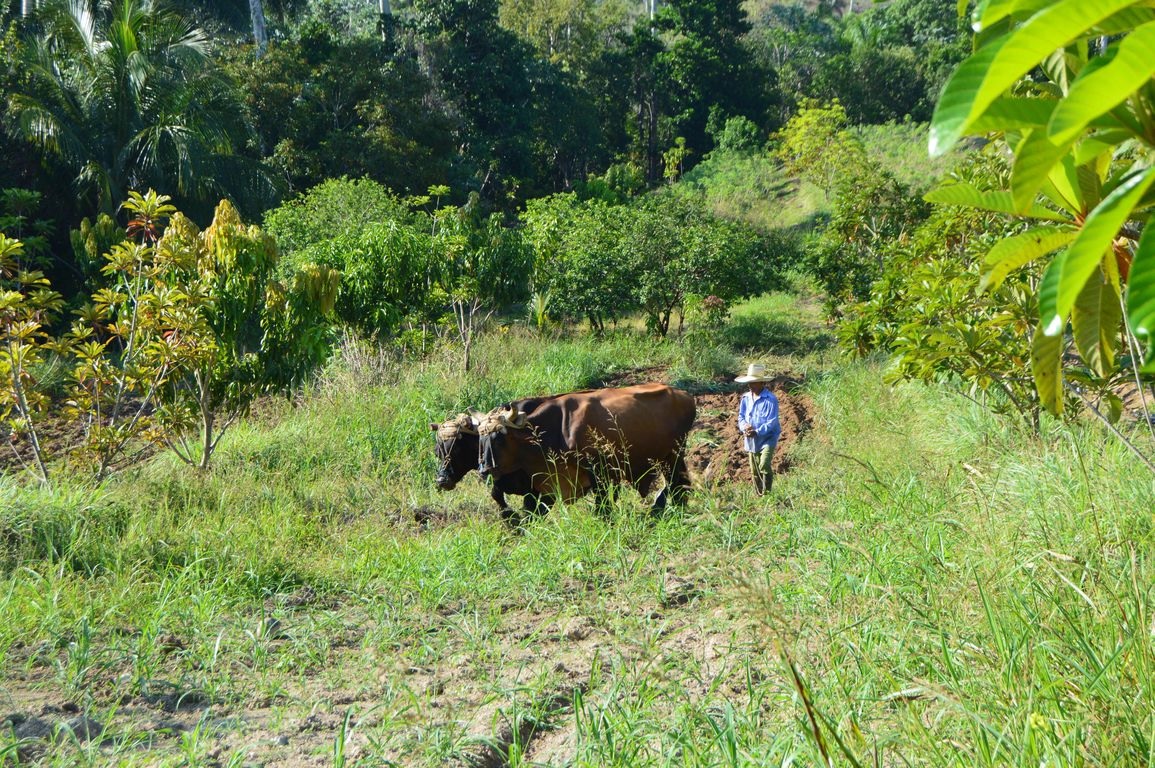 Indalo_Cuba_La-Havane_Agriculture-Biologique3