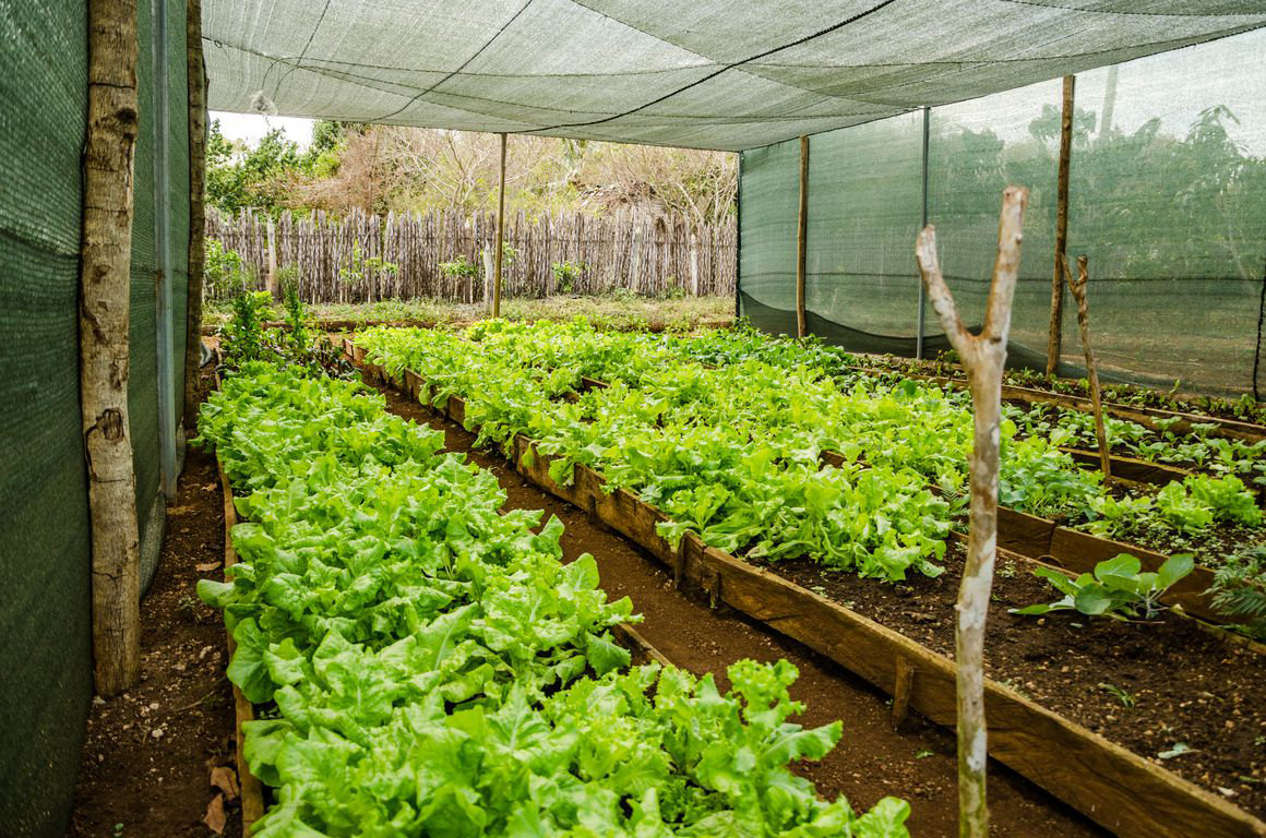 Projet agro-biologique