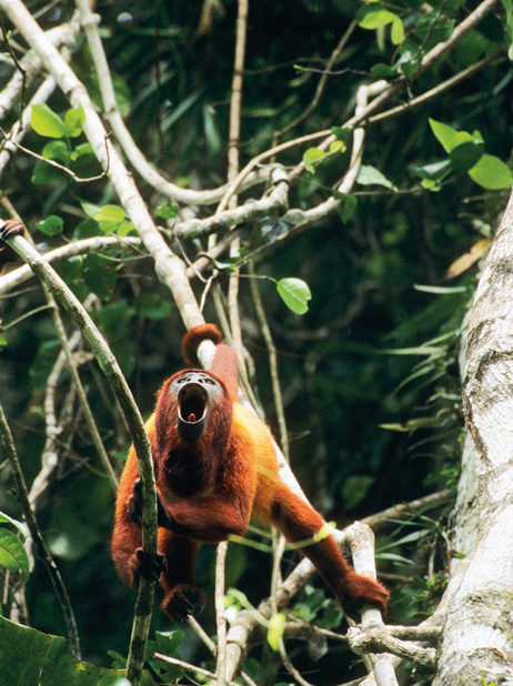 Indalo_Guyane_Concentre_emotions_Guyanaises-462x618