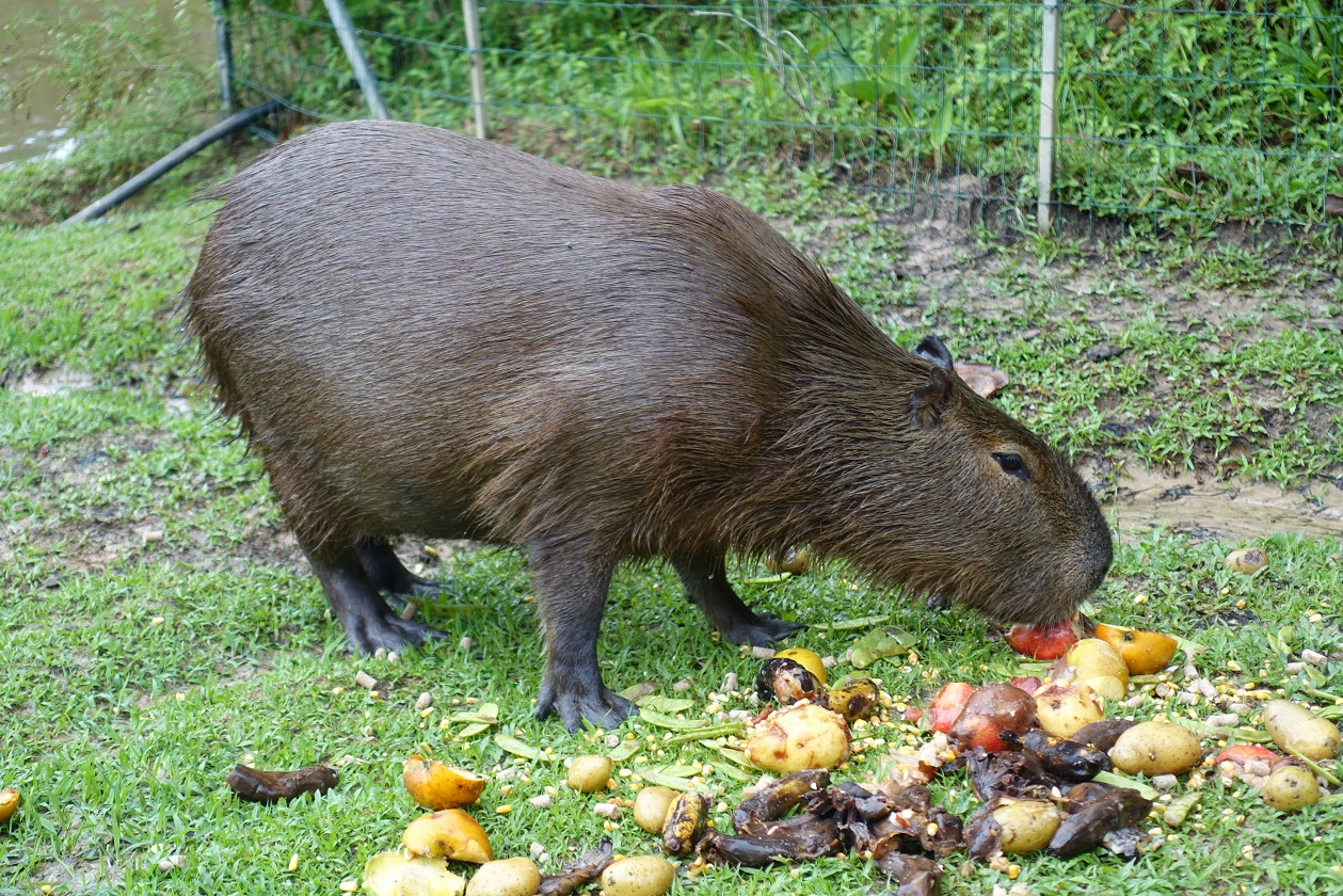 Capybara