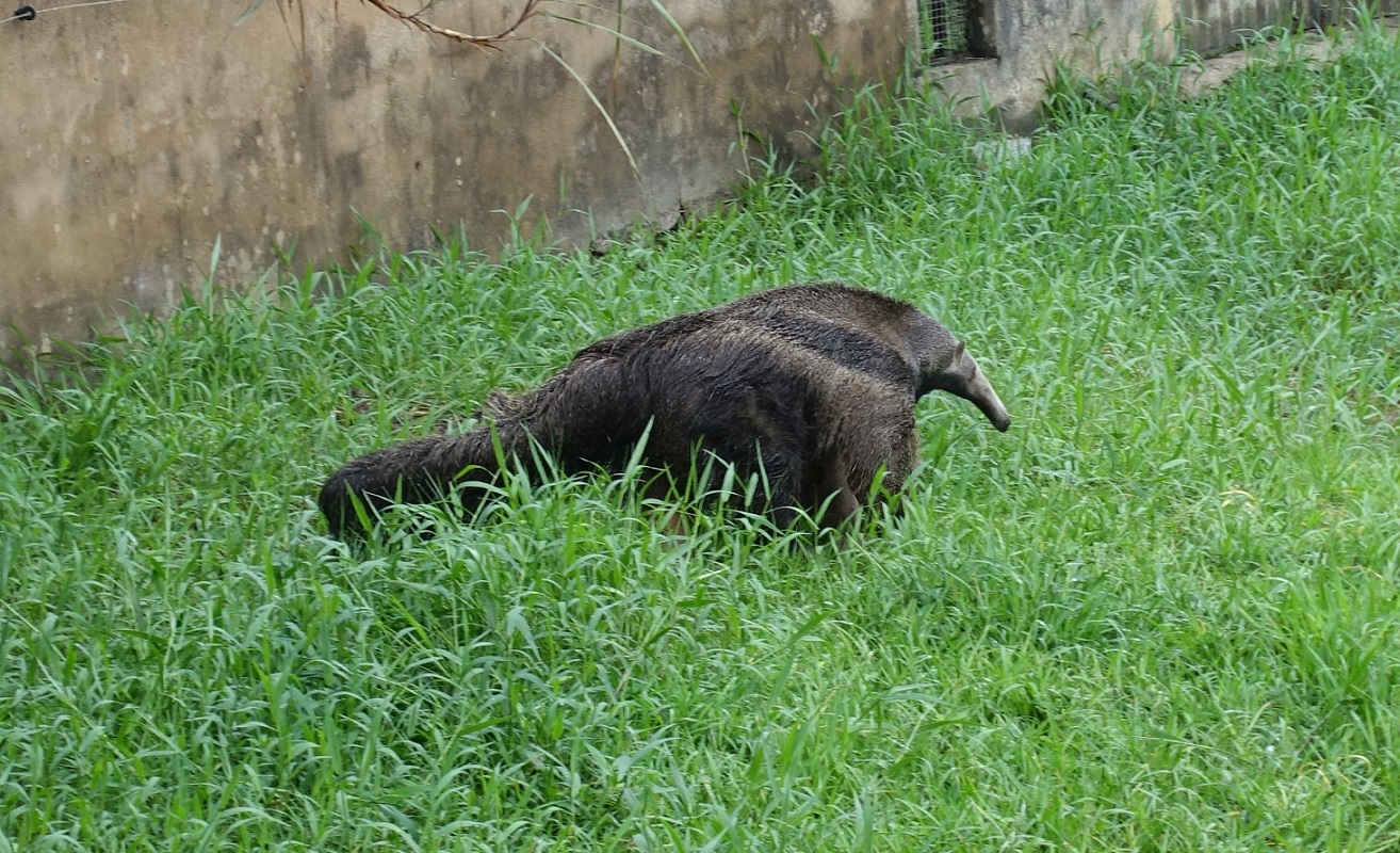 Fourmilier Tamanoir