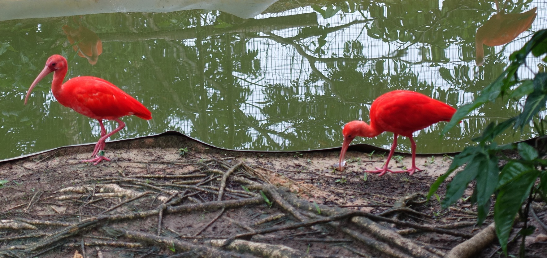Ibis Roses