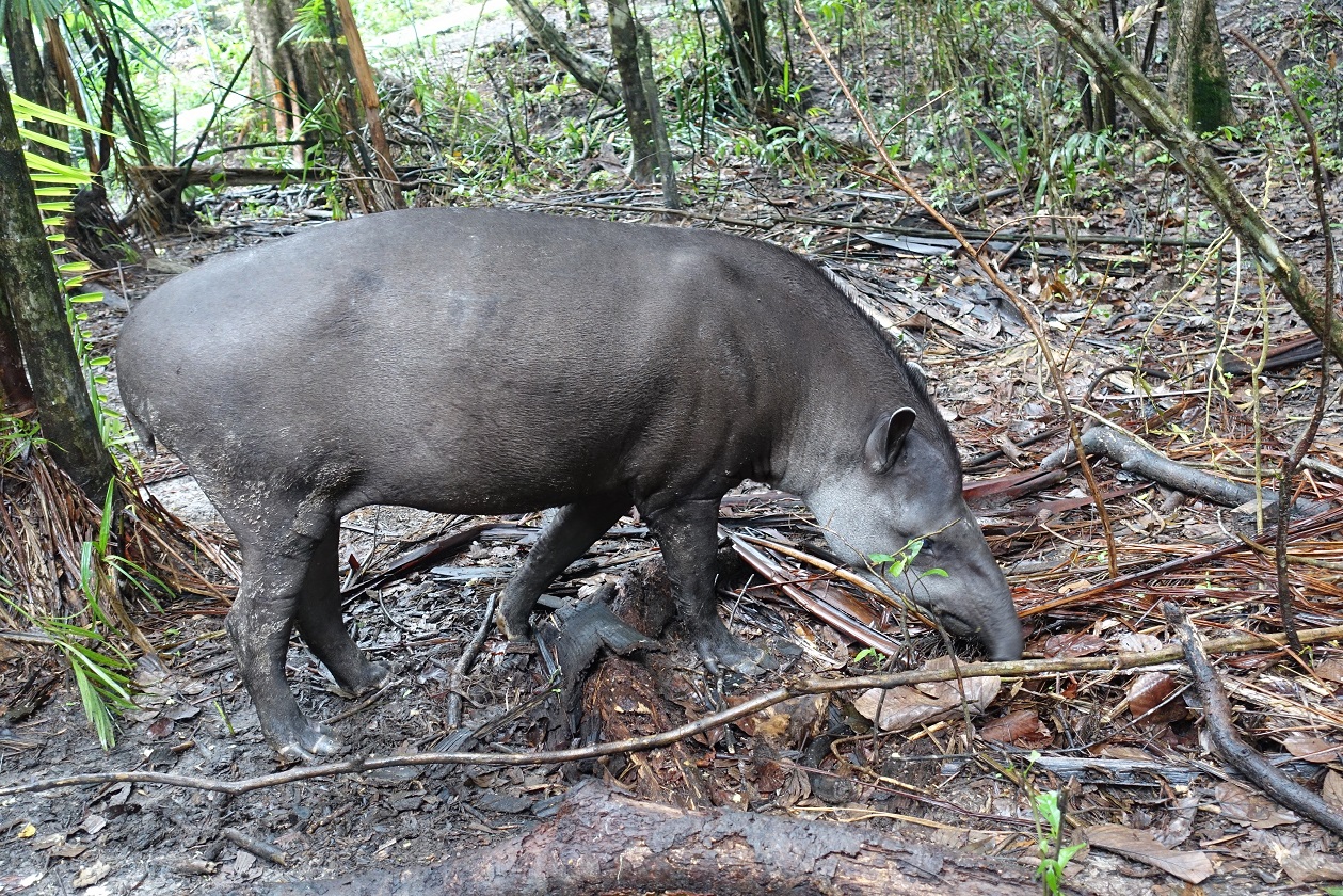 Tapir