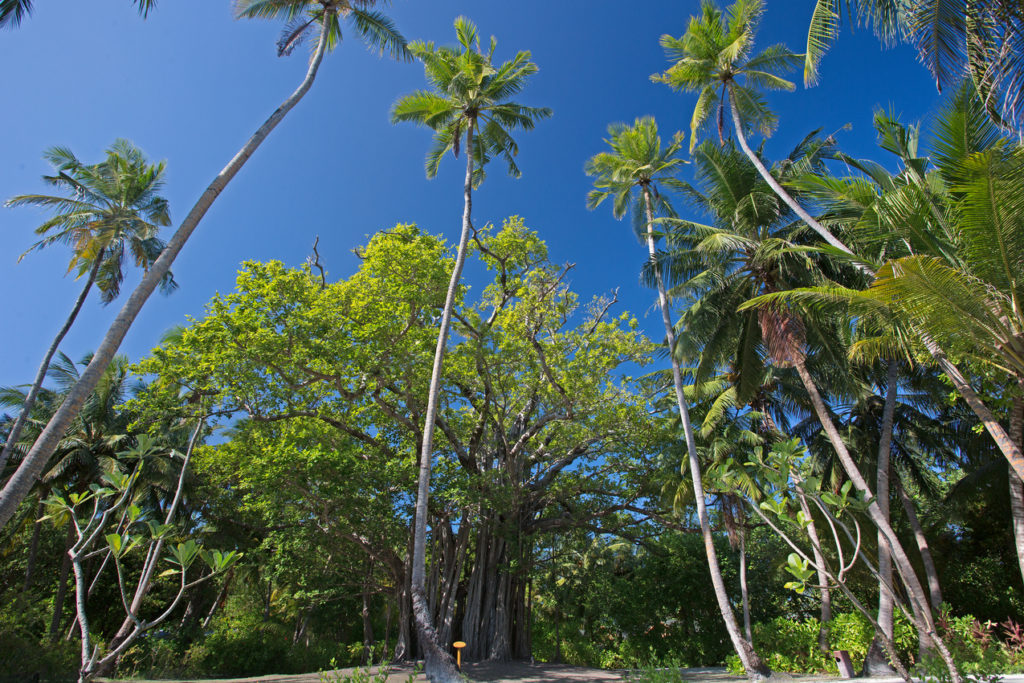 Indalo_Maldives_Meeru_Jardin