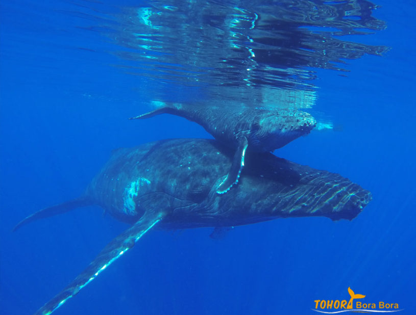 Baleines à Bosse