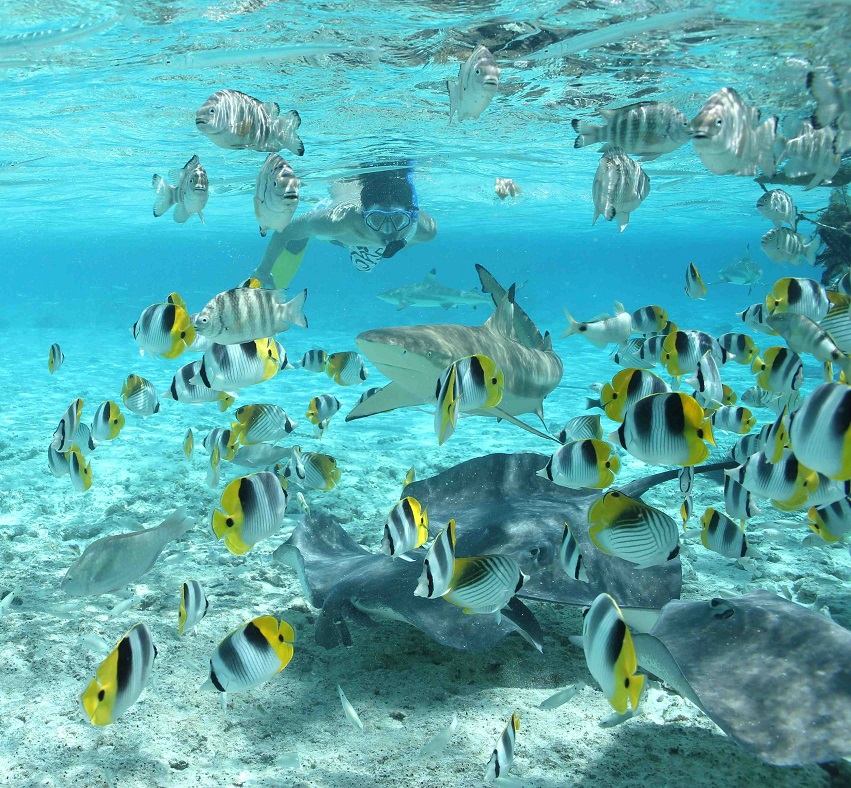 Raies & Requins