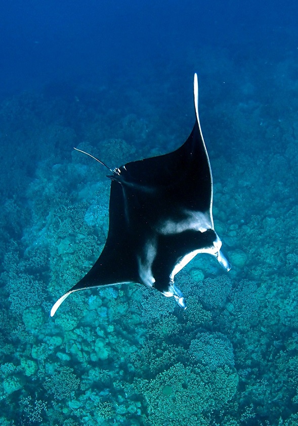 Raie Manta